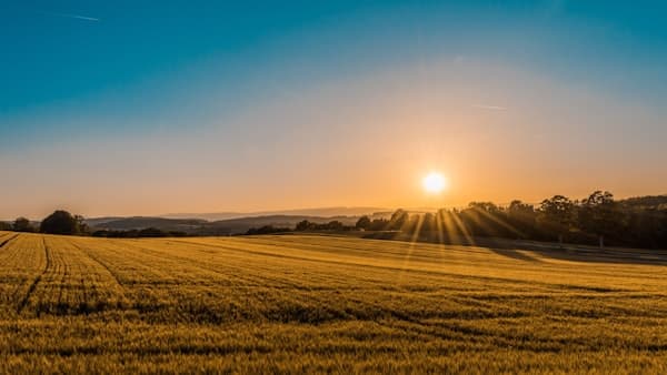 Golden sunrise over wheat field — optimism for the future